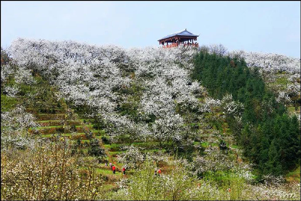 【春天，广西桂林灌阳县向您发出邀请！】我们在灌阳看梨花 - 游山玩水 - 克拉玛依生活社区 - 克拉玛依28生活网 klmy.28life.net