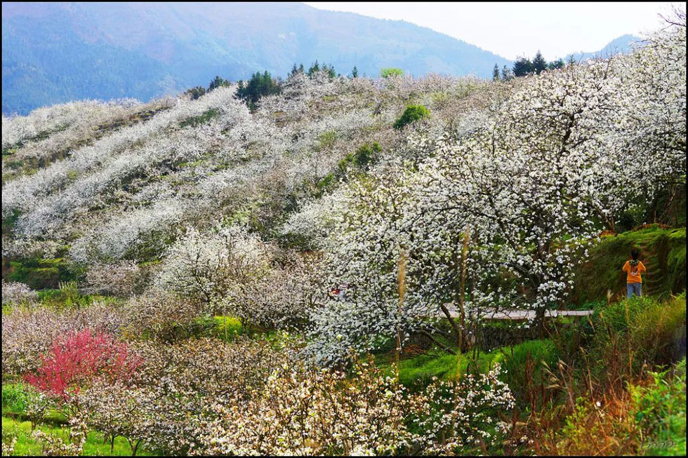 【春天，广西桂林灌阳县向您发出邀请！】我们在灌阳看梨花 - 游山玩水 - 克拉玛依生活社区 - 克拉玛依28生活网 klmy.28life.net