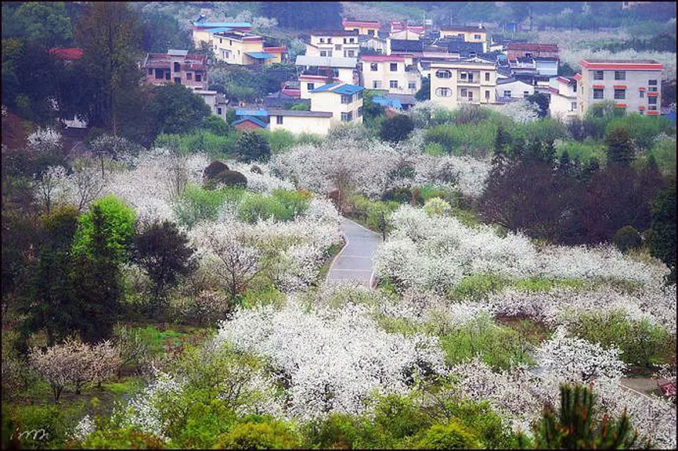【春天，广西桂林灌阳县向您发出邀请！】我们在灌阳看梨花 - 游山玩水 - 克拉玛依生活社区 - 克拉玛依28生活网 klmy.28life.net