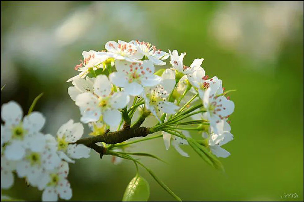【春天，广西桂林灌阳县向您发出邀请！】我们在灌阳看梨花 - 游山玩水 - 克拉玛依生活社区 - 克拉玛依28生活网 klmy.28life.net