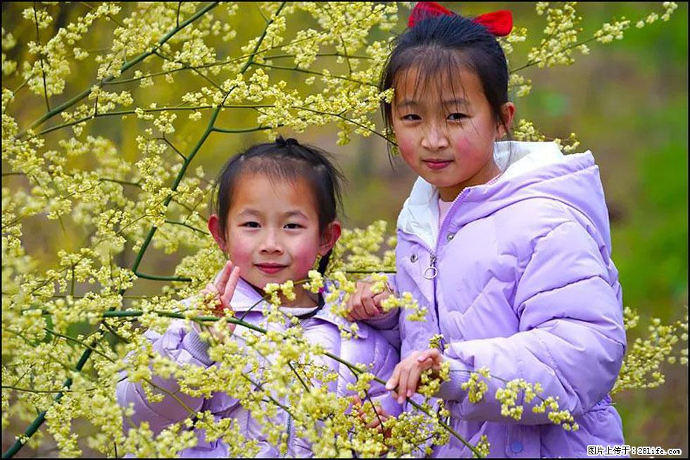 【春天，广西桂林灌阳县向您发出邀请！】米珠山前有片山苍子花在飘香 - 游山玩水 - 克拉玛依生活社区 - 克拉玛依28生活网 klmy.28life.net