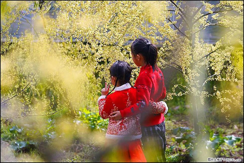 【春天，广西桂林灌阳县向您发出邀请！】米珠山前有片山苍子花在飘香 - 游山玩水 - 克拉玛依生活社区 - 克拉玛依28生活网 klmy.28life.net