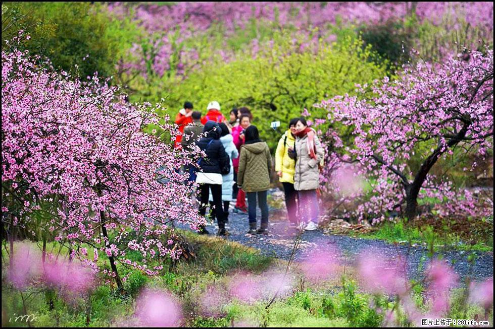 【春天，广西桂林灌阳县向您发出邀请！】官庄村有个醉美的桃花园 - 游山玩水 - 克拉玛依生活社区 - 克拉玛依28生活网 klmy.28life.net