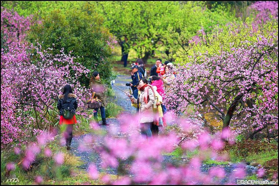 【春天，广西桂林灌阳县向您发出邀请！】官庄村有个醉美的桃花园 - 游山玩水 - 克拉玛依生活社区 - 克拉玛依28生活网 klmy.28life.net