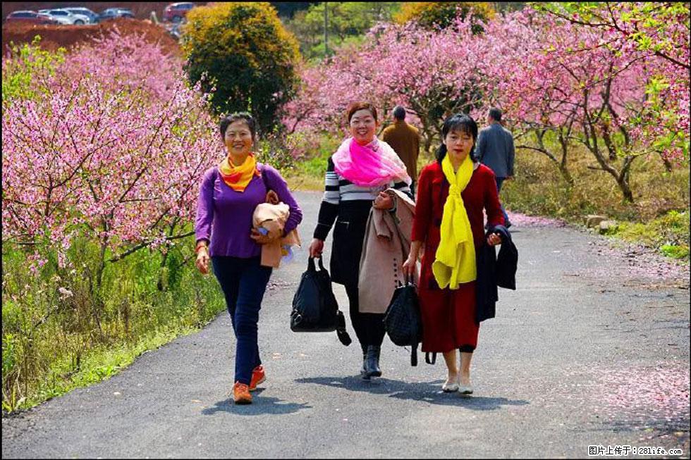 【春天，广西桂林灌阳县向您发出邀请！】官庄村有个醉美的桃花园 - 游山玩水 - 克拉玛依生活社区 - 克拉玛依28生活网 klmy.28life.net