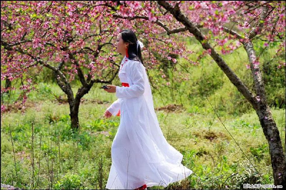 【春天，广西桂林灌阳县向您发出邀请！】官庄村有个醉美的桃花园 - 游山玩水 - 克拉玛依生活社区 - 克拉玛依28生活网 klmy.28life.net