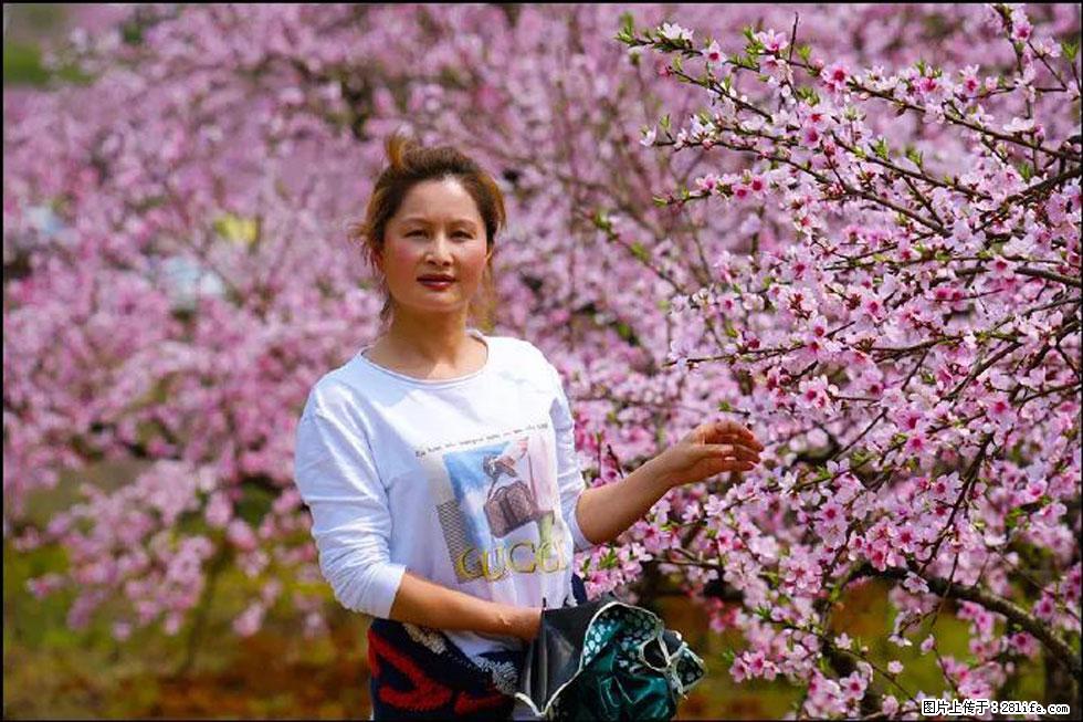 【春天，广西桂林灌阳县向您发出邀请！】官庄村有个醉美的桃花园 - 游山玩水 - 克拉玛依生活社区 - 克拉玛依28生活网 klmy.28life.net