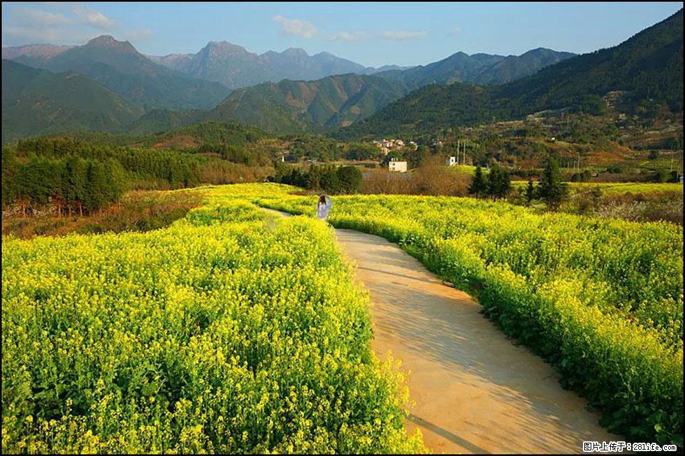 【春天，广西桂林灌阳县向您发出邀请！】长坪村油菜盛情花开 - 游山玩水 - 克拉玛依生活社区 - 克拉玛依28生活网 klmy.28life.net