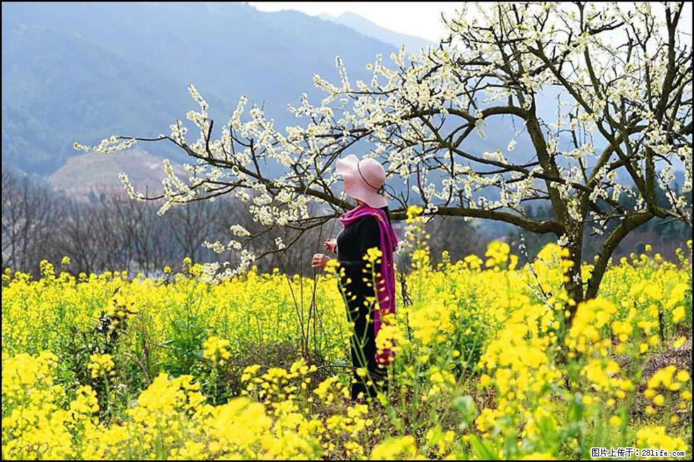 【春天，广西桂林灌阳县向您发出邀请！】长坪村油菜盛情花开 - 游山玩水 - 克拉玛依生活社区 - 克拉玛依28生活网 klmy.28life.net