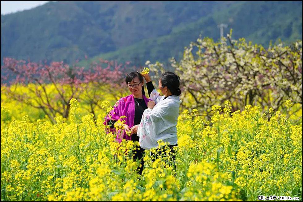 【春天，广西桂林灌阳县向您发出邀请！】长坪村油菜盛情花开 - 游山玩水 - 克拉玛依生活社区 - 克拉玛依28生活网 klmy.28life.net
