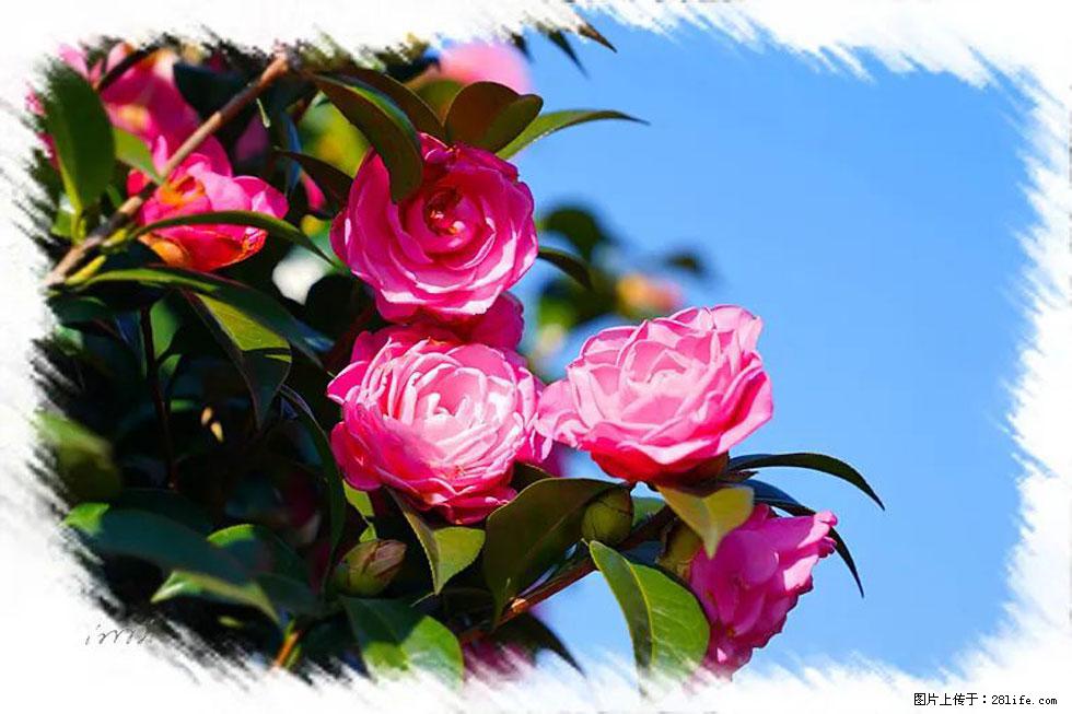 【春天,广西桂林灌阳县向您发出邀请!】杨柳井茶花惹人爱 - 游山玩水 - 克拉玛依生活社区 - 克拉玛依28生活网 klmy.28life.net