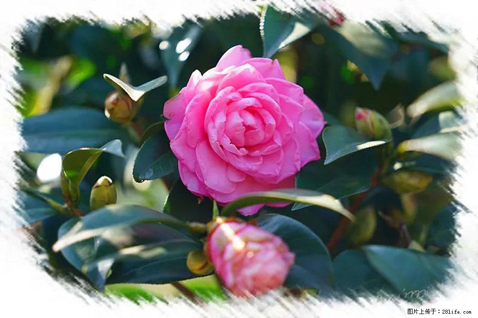 【春天,广西桂林灌阳县向您发出邀请!】杨柳井茶花惹人爱 - 游山玩水 - 克拉玛依生活社区 - 克拉玛依28生活网 klmy.28life.net