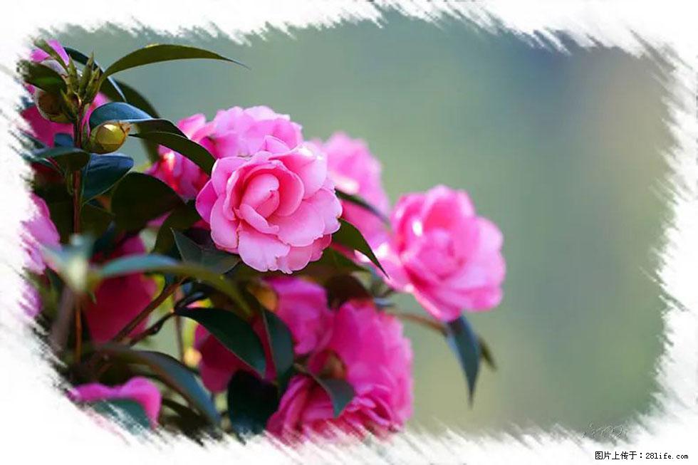 【春天,广西桂林灌阳县向您发出邀请!】杨柳井茶花惹人爱 - 游山玩水 - 克拉玛依生活社区 - 克拉玛依28生活网 klmy.28life.net