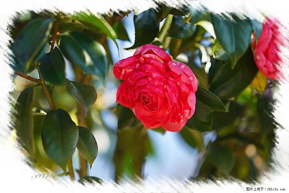 【春天,广西桂林灌阳县向您发出邀请!】杨柳井茶花惹人爱 - 游山玩水 - 克拉玛依生活社区 - 克拉玛依28生活网 klmy.28life.net