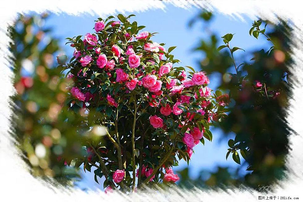 【春天,广西桂林灌阳县向您发出邀请!】杨柳井茶花惹人爱 - 游山玩水 - 克拉玛依生活社区 - 克拉玛依28生活网 klmy.28life.net