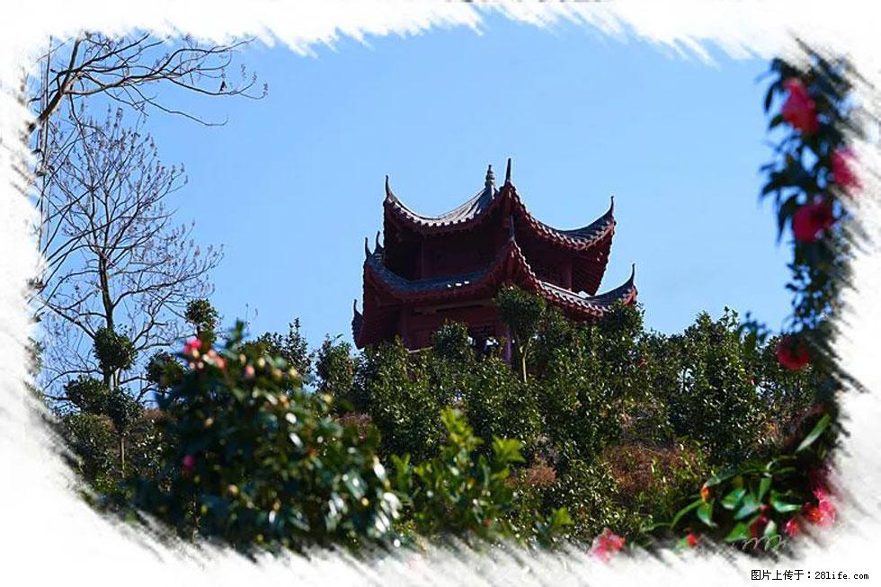 【春天,广西桂林灌阳县向您发出邀请!】杨柳井茶花惹人爱 - 游山玩水 - 克拉玛依生活社区 - 克拉玛依28生活网 klmy.28life.net