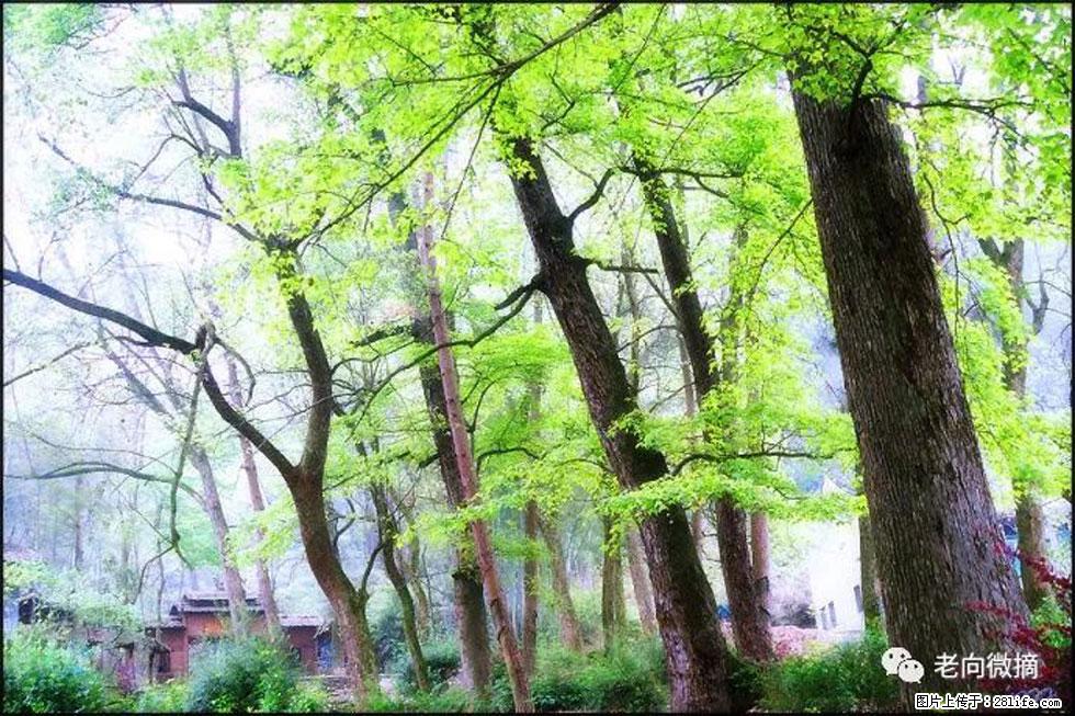 【春天，广西桂林灌阳县向您发出邀请！】在小龙村与春天约会 - 游山玩水 - 克拉玛依生活社区 - 克拉玛依28生活网 klmy.28life.net