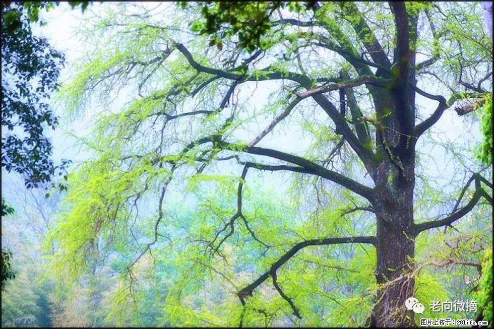 【春天，广西桂林灌阳县向您发出邀请！】在小龙村与春天约会 - 游山玩水 - 克拉玛依生活社区 - 克拉玛依28生活网 klmy.28life.net