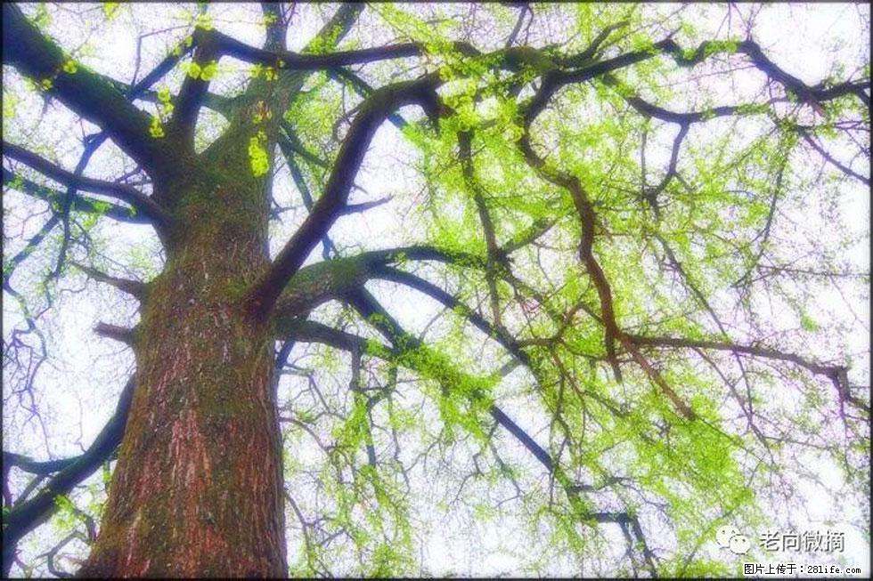 【春天，广西桂林灌阳县向您发出邀请！】在小龙村与春天约会 - 游山玩水 - 克拉玛依生活社区 - 克拉玛依28生活网 klmy.28life.net