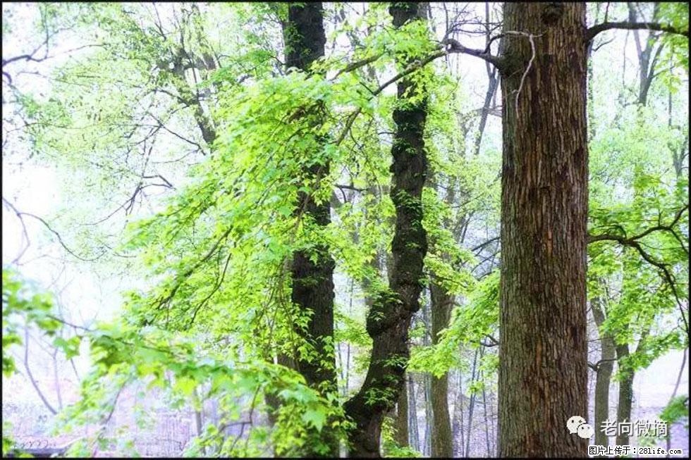 【春天，广西桂林灌阳县向您发出邀请！】在小龙村与春天约会 - 游山玩水 - 克拉玛依生活社区 - 克拉玛依28生活网 klmy.28life.net