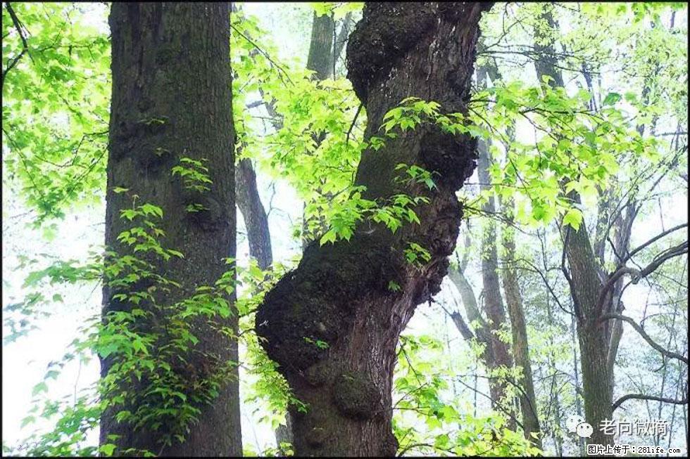 【春天，广西桂林灌阳县向您发出邀请！】在小龙村与春天约会 - 游山玩水 - 克拉玛依生活社区 - 克拉玛依28生活网 klmy.28life.net