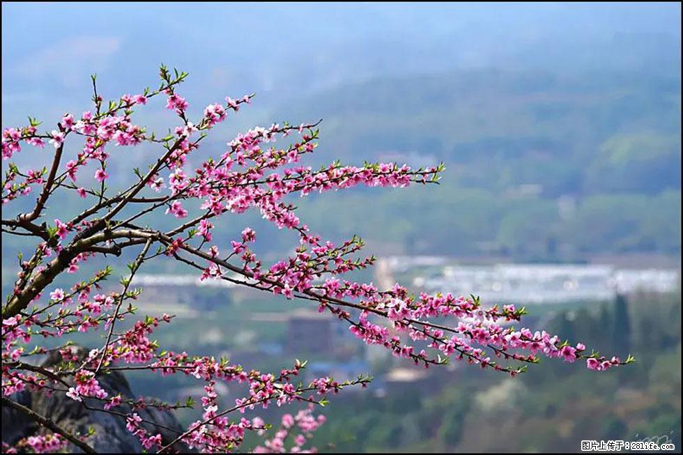 【春天，广西桂林灌阳县向您发出邀请！】望月岭上桃花开 - 游山玩水 - 克拉玛依生活社区 - 克拉玛依28生活网 klmy.28life.net