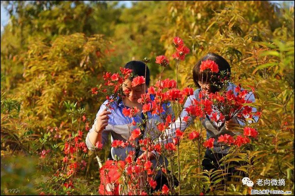 【春天，广西桂林灌阳县向您发出邀请！】登麒麟山，相约映山红 - 游山玩水 - 克拉玛依生活社区 - 克拉玛依28生活网 klmy.28life.net