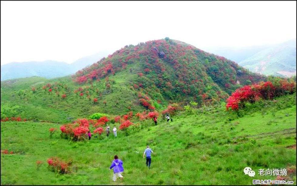 【春天，广西桂林灌阳县向您发出邀请！】宝盖山上映山红 - 游山玩水 - 克拉玛依生活社区 - 克拉玛依28生活网 klmy.28life.net