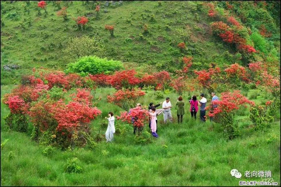 【春天，广西桂林灌阳县向您发出邀请！】宝盖山上映山红 - 游山玩水 - 克拉玛依生活社区 - 克拉玛依28生活网 klmy.28life.net