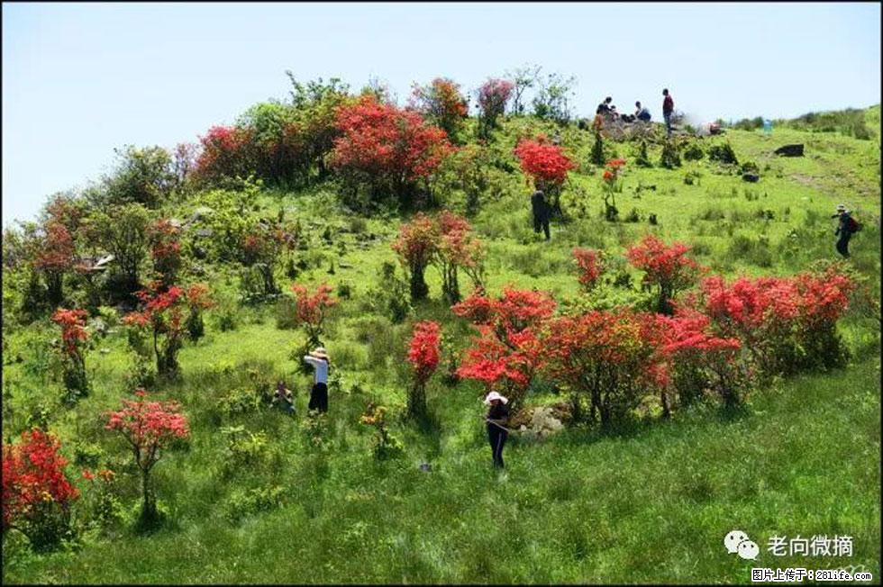 【春天，广西桂林灌阳县向您发出邀请！】宝盖山上映山红 - 游山玩水 - 克拉玛依生活社区 - 克拉玛依28生活网 klmy.28life.net