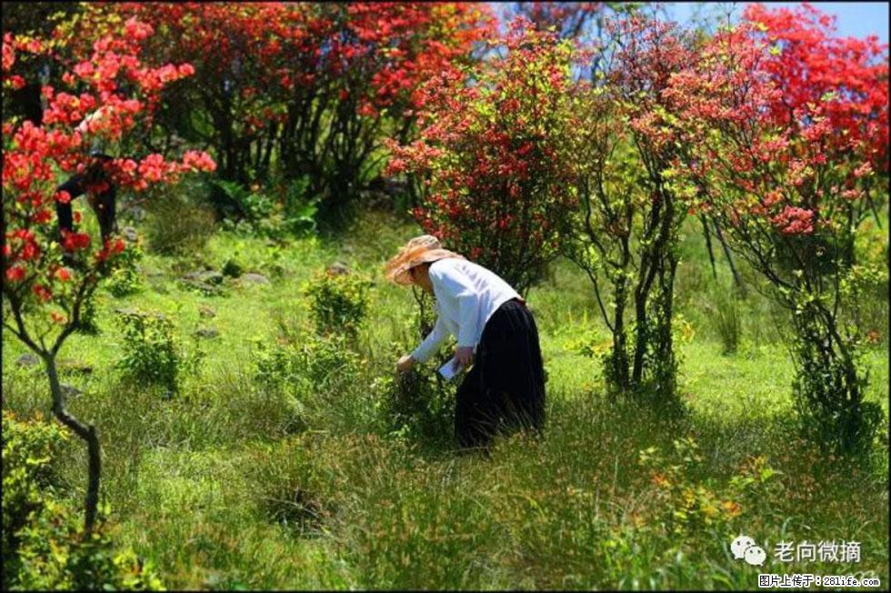 【春天，广西桂林灌阳县向您发出邀请！】宝盖山上映山红 - 游山玩水 - 克拉玛依生活社区 - 克拉玛依28生活网 klmy.28life.net