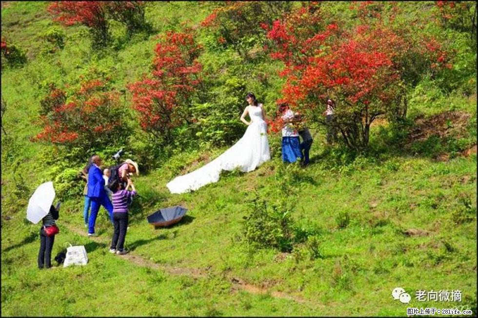 【春天，广西桂林灌阳县向您发出邀请！】宝盖山上映山红 - 游山玩水 - 克拉玛依生活社区 - 克拉玛依28生活网 klmy.28life.net