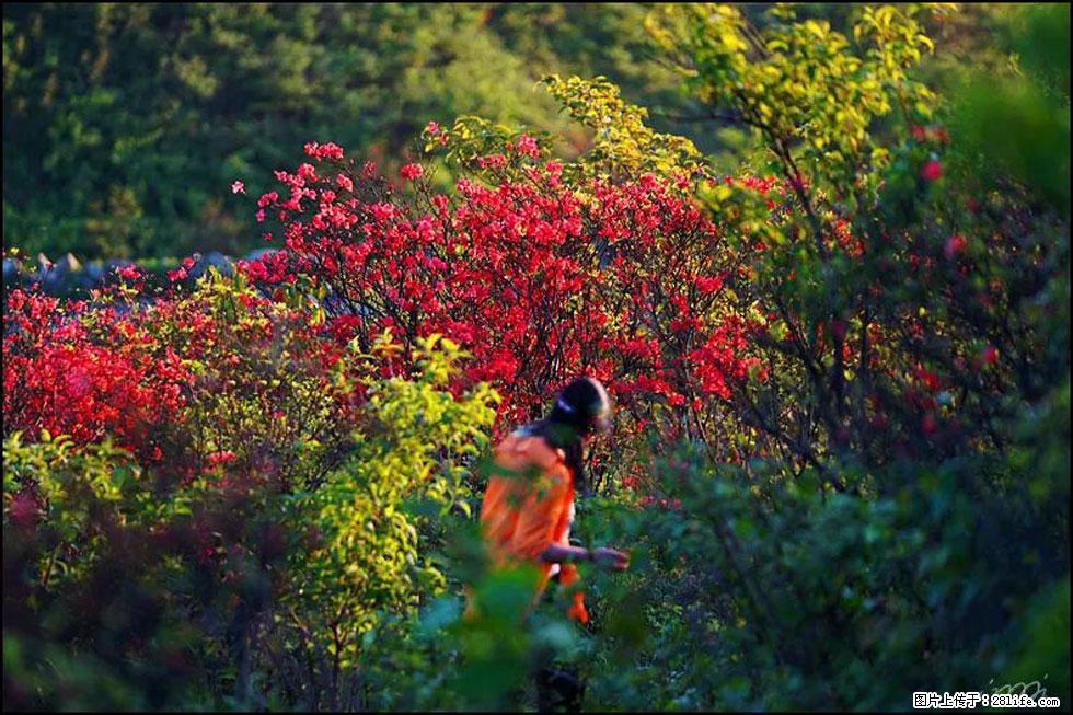 【春天，广西桂林灌阳县向您发出邀请！】春木界上映山红 - 游山玩水 - 克拉玛依生活社区 - 克拉玛依28生活网 klmy.28life.net