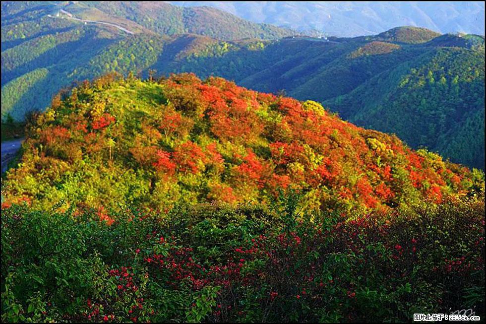 【春天，广西桂林灌阳县向您发出邀请！】春木界上映山红 - 游山玩水 - 克拉玛依生活社区 - 克拉玛依28生活网 klmy.28life.net