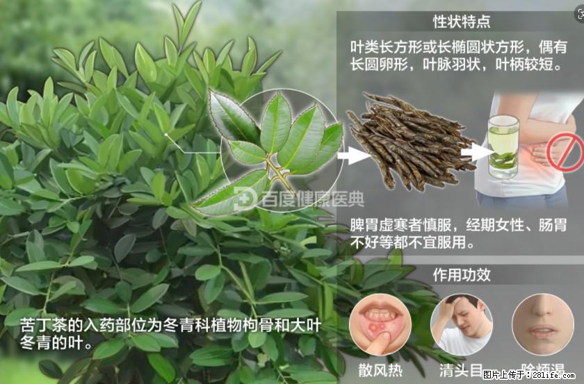 苦丁茶有哪些功效和作用 - 生活百科 - 克拉玛依生活社区 - 克拉玛依28生活网 klmy.28life.net