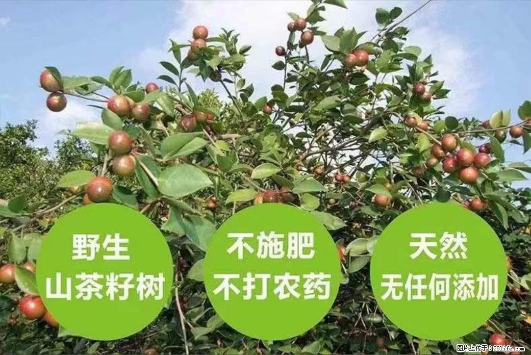 【灌阳县油茶产业示范区】一个有着充实的精神生活的人，对待身外之物自会有一种淡泊的态度 - 美食天地 - 克拉玛依生活社区 - 克拉玛依28生活网 klmy.28life.net