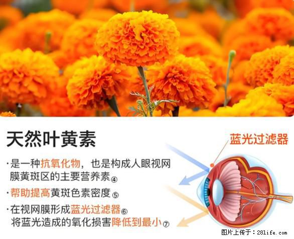 叶黄素有什么功效和作用 - 生活百科 - 克拉玛依生活社区 - 克拉玛依28生活网 klmy.28life.net