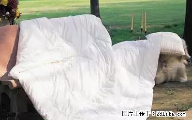 被子有异味？只要这样做，比晒太阳还强100倍！ - 家居生活 - 克拉玛依生活社区 - 克拉玛依28生活网 klmy.28life.net