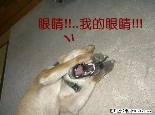 笑癫了!一女的怀孕三年未生,他终于忍不住了... - 娱乐八卦 - 克拉玛依生活社区 - 克拉玛依28生活网 klmy.28life.net