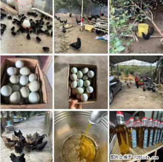 油茶园从小鸡仔开始养起的纯土鸡、土鸡蛋可以预定啦！还有前几天刚榨的纯山茶油哦 - 克拉玛依28生活网 klmy.28life.net