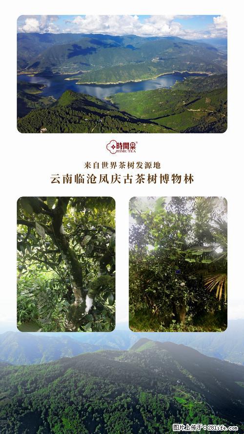 时间果百年古树2025年春红茶 - 购物交流 - 克拉玛依生活社区 - 克拉玛依28生活网 klmy.28life.net
