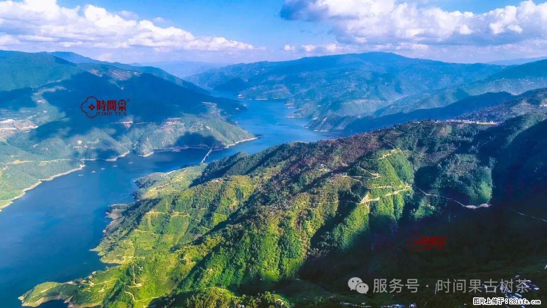 时间果百年古树龙珠普洱生茶 - 购物交流 - 克拉玛依生活社区 - 克拉玛依28生活网 klmy.28life.net