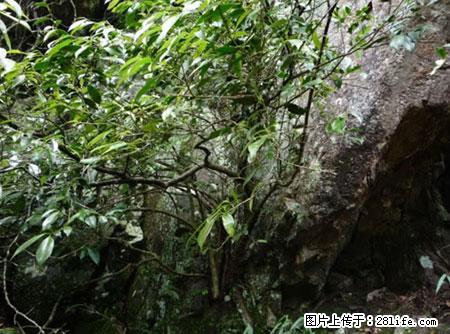 平乐石崖茶，珍贵仅次于金花茶 - 克拉玛依生活资讯 - 克拉玛依28生活网 klmy.28life.net