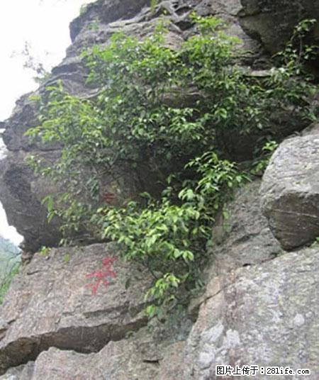 平乐石崖茶，珍贵仅次于金花茶 - 克拉玛依生活资讯 - 克拉玛依28生活网 klmy.28life.net
