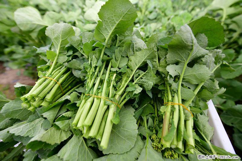这些蔬菜是“天然钙片”，这6种被医生重点推荐 - 克拉玛依生活资讯 - 克拉玛依28生活网 klmy.28life.net